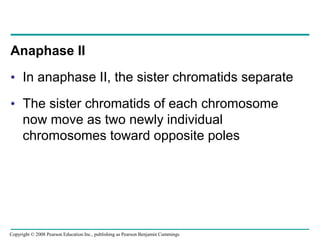 Anaphase II
• In anaphase II, the sister chromatids separate
• The sister chromatids of each chromosome
now move as two newly individual
chromosomes toward opposite poles
Copyright © 2008 Pearson Education Inc., publishing as Pearson Benjamin Cummings
 