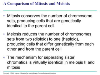 A Comparison of Mitosis and Meiosis
• Mitosis conserves the number of chromosome
sets, producing cells that are genetically
identical to the parent cell
• Meiosis reduces the number of chromosomes
sets from two (diploid) to one (haploid),
producing cells that differ genetically from each
other and from the parent cell
• The mechanism for separating sister
chromatids is virtually identical in meiosis II and
mitosis
Copyright © 2008 Pearson Education Inc., publishing as Pearson Benjamin Cummings
 