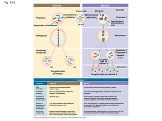 Fig. 13-9
MITOSIS MEIOSIS
MEIOSIS I
Prophase I
Chiasma
Homologous
chromosome
pair
Chromosome
replication
Parent cell
2n = 6
Chromosome
replication
Replicated chromosome
Prophase
Metaphase Metaphase I
Anaphase I
Telophase I
Haploid
n = 3
Daughter
cells of
meiosis I
Anaphase
Telophase
2n 2n
Daughter cells
of mitosis
n n n n
MEIOSIS II
Daughter cells of meiosis II
SUMMARY
Meiosis
Occurs during interphase before meiosis I begins
Two, each including prophase, metaphase, anaphase, and
telophase
Occurs during prophase I along with crossing over
between nonsister chromatids; resulting chiasmata
hold pairs together due to sister chromatid cohesion
Four, each haploid (n), containing half as many chromosomes
as the parent cell; genetically different from the parent
cell and from each other
Produces gametes; reduces number of chromosomes by half
and introduces genetic variability amoung the gametes
Mitosis
Occurs during interphase before
mitosis begins
One, including prophase, metaphase,
anahase, and telophase
Does not occur
Two, each diploid (2n) and genetically
identical to the parent cell
Enables multicellular adult to arise from
zygote; produces cells for growth, repair,
and, in some species, asexual reproduction
Property
DNA
replication
Number of
divisions
Synapsis of
homologous
chromosomes
Number of
daughter cells
and genetic
composition
Role in the
animal body
 