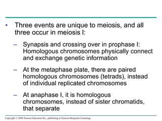 • Three events are unique to meiosis, and all
three occur in meiosis l:
– Synapsis and crossing over in prophase I:
Homologous chromosomes physically connect
and exchange genetic information
– At the metaphase plate, there are paired
homologous chromosomes (tetrads), instead
of individual replicated chromosomes
– At anaphase I, it is homologous
chromosomes, instead of sister chromatids,
that separate
Copyright © 2008 Pearson Education Inc., publishing as Pearson Benjamin Cummings
 