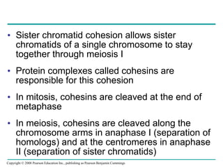 • Sister chromatid cohesion allows sister
chromatids of a single chromosome to stay
together through meiosis I
• Protein complexes called cohesins are
responsible for this cohesion
• In mitosis, cohesins are cleaved at the end of
metaphase
• In meiosis, cohesins are cleaved along the
chromosome arms in anaphase I (separation of
homologs) and at the centromeres in anaphase
II (separation of sister chromatids)
Copyright © 2008 Pearson Education Inc., publishing as Pearson Benjamin Cummings
 