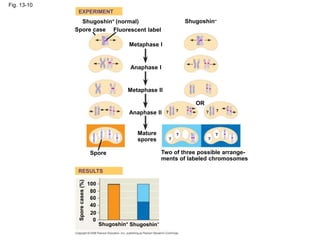 Fig. 13-10
EXPERIMENT
RESULTS
Shugoshin+ (normal)+
Spore case Fluorescent label
Metaphase I
Shugoshin–
Anaphase I
Metaphase II
Anaphase II
Mature
spores
OR
Spore Two of three possible arrange-
ments of labeled chromosomes
Shugoshin+
Shugoshin–
Spore
cases
(%)
100
80
60
40
20
0
? ?
?
?
? ?
?
?
 