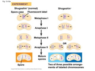 Fig. 13-10a
EXPERIMENT
Shugoshin+ (normal)
Spore case Fluorescent label
Metaphase I
Anaphase I
Metaphase II
Anaphase II
Mature
spores
Spore
OR
Two of three possible arrange-
ments of labeled chromosomes
Shugoshin–
? ? ?
?
?
?
?
?
 