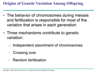 Origins of Genetic Variation Among Offspring
• The behavior of chromosomes during meiosis
and fertilization is responsible for most of the
variation that arises in each generation
• Three mechanisms contribute to genetic
variation:
– Independent assortment of chromosomes
– Crossing over
– Random fertilization
Copyright © 2008 Pearson Education Inc., publishing as Pearson Benjamin Cummings
 
