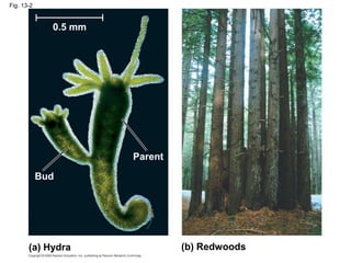 Fig. 13-2
(a) Hydra (b) Redwoods
Parent
Bud
0.5 mm
 
