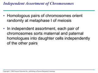 Independent Assortment of Chromosomes
• Homologous pairs of chromosomes orient
randomly at metaphase I of meiosis
• In independent assortment, each pair of
chromosomes sorts maternal and paternal
homologues into daughter cells independently
of the other pairs
Copyright © 2008 Pearson Education Inc., publishing as Pearson Benjamin Cummings
 