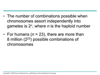 • The number of combinations possible when
chromosomes assort independently into
gametes is 2n, where n is the haploid number
• For humans (n = 23), there are more than
8 million (223) possible combinations of
chromosomes
Copyright © 2008 Pearson Education Inc., publishing as Pearson Benjamin Cummings
 