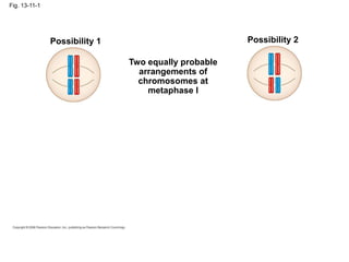 Fig. 13-11-1
Possibility 1 Possibility 2
Two equally probable
arrangements of
chromosomes at
metaphase I
 