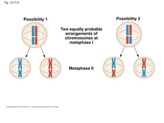 Fig. 13-11-2
Possibility 1 Possibility 2
Two equally probable
arrangements of
chromosomes at
metaphase I
Metaphase II
 