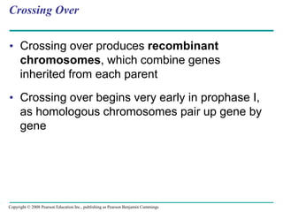 Crossing Over
• Crossing over produces recombinant
chromosomes, which combine genes
inherited from each parent
• Crossing over begins very early in prophase I,
as homologous chromosomes pair up gene by
gene
Copyright © 2008 Pearson Education Inc., publishing as Pearson Benjamin Cummings
 