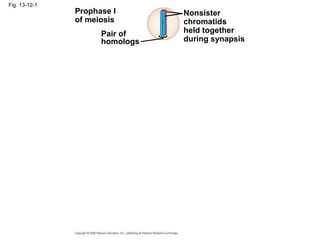 Fig. 13-12-1
Prophase I
of meiosis
Pair of
homologs
Nonsister
chromatids
held together
during synapsis
 