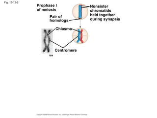 Fig. 13-12-2
Prophase I
of meiosis
Pair of
homologs
Nonsister
chromatids
held together
during synapsis
Chiasma
Centromere
TEM
 