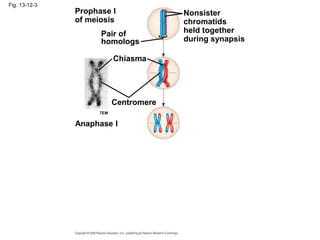 Fig. 13-12-3
Prophase I
of meiosis
Pair of
homologs
Nonsister
chromatids
held together
during synapsis
Chiasma
Centromere
Anaphase I
TEM
 