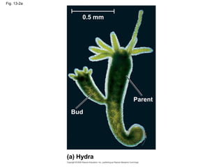 Fig. 13-2a
(a) Hydra
0.5 mm
Bud
Parent
 