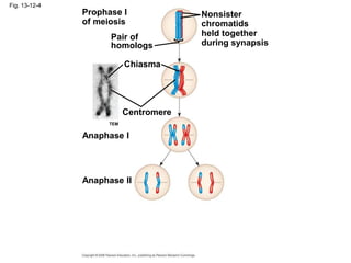 Fig. 13-12-4
Prophase I
of meiosis
Pair of
homologs
Nonsister
chromatids
held together
during synapsis
Chiasma
Centromere
Anaphase I
Anaphase II
TEM
 