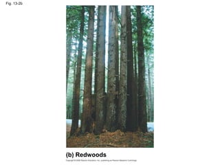 Fig. 13-2b
(b) Redwoods
 