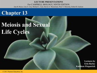 LECTURE PRESENTATIONS
For CAMPBELL BIOLOGY, NINTH EDITION
Jane B. Reece, Lisa A. Urry, Michael L. Cain, Steven A. Wasserman, Peter V. Minorsky, Robert B. Jackson
© 2011 Pearson Education, Inc.
Lectures by
Erin Barley
Kathleen Fitzpatrick
Meiosis and Sexual
Life Cycles
Chapter 13
 