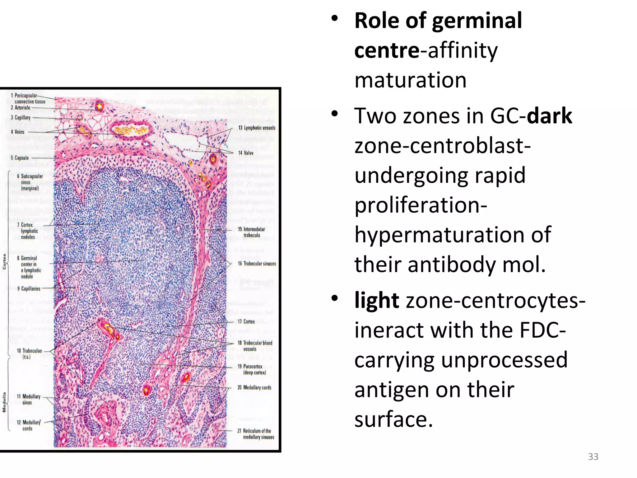 13 lymphoid organs dr kirti 21 dec (2) | PPT