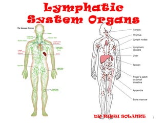 Lymphatic
System Organs




       DR KIRTI SOLANKE   1
 