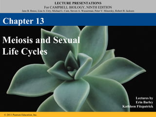 LECTURE PRESENTATIONS
                                    For CAMPBELL BIOLOGY, NINTH EDITION
                Jane B. Reece, Lisa A. Urry, Michael L. Cain, Steven A. Wasserman, Peter V. Minorsky, Robert B. Jackson



Chapter 13

Meiosis and Sexual
Life Cycles



                                                                                                                    Lectures by
                                                                                                                    Erin Barley
                                                                                                            Kathleen Fitzpatrick

© 2011 Pearson Education, Inc.
 