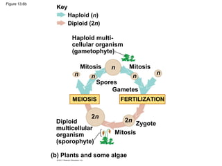13 meiosis and sexual life cycles | PPT