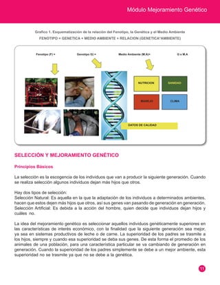 Módulo Mejoramiento Genético
11
SELECCIÓN Y MEJORAMIENTO GENÉTICO
Principios Básicos
La selección es la escogencia de los individuos que van a producir la siguiente generación. Cuando
se realiza selección algunos individuos dejan más hijos que otros.
Hay dos tipos de selección:
Selección Natural: Es aquella en la que la adaptación de los individuos a determinados ambientes,
hacen que estos dejen más hijos que otros, así sus genes van pasando de generación en generación.
Selección Artificial: Es debida a la acción del hombre, quien decide que individuos dejan hijos y
cuáles no.
La idea del mejoramiento genético es seleccionar aquellos individuos genéticamente superiores en
las características de interés económico, con la finalidad que la siguiente generación sea mejor,
ya sea en sistemas productivos de leche o de carne. La superioridad de los padres se trasmite a
los hijos, siempre y cuando esa superioridad se deba sus genes. De esta forma el promedio de los
animales de una población, para una característica particular se va cambiando de generación en
generación. Cuando la superioridad de los padres simplemente se debe a un mejor ambiente, esta
superioridad no se trasmite ya que no se debe a la genética.
Grafico 1. Esquematización de la relación del Fenotipo, la Genética y el Medio Ambiente
FENOTIPO = GENETICA + MEDIO AMBIENTE + RELACION (GENETICA*AMBIENTE)
Fenotipo (F) = Genotipo G) = G x M.A
Medio Ambiente (M.A)+
NUTRICION SANIDAD
MANEJO CLIMA
DATOS DE CALIDAD
 