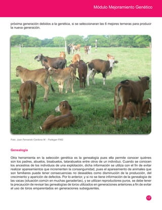 Módulo Mejoramiento Genético
17
próxima generación debidos a la genética, si se seleccionaran las 6 mejores terneras para producir
la nueva generación.
Foto: Juan Fernando Cardona M. - Fedegan FNG
Genealogía
Otra herramienta en la selección genética es la genealogía pues ella permite conocer quiénes
son los padres, abuelos, bisabuelos, tatarabuelos entre otros de un individuo. Cuando se conocen
los ancestros de los individuos de una explotación, dicha información se utiliza con el fin de evitar
realizar apareamientos que incrementen la consanguinidad, pues el apareamiento de animales que
son familiares puede tener consecuencias no deseables como disminución de la producción, del
crecimiento y aparición de defectos. Por lo anterior, y si no se tiene información de la genealogía de
las vacas (situación común en muchas ganaderías), y se utilizan reproductores puros, se debe tener
la precaución de revisar las genealogías de toros utilizados en generaciones anteriores a fin de evitar
el uso de toros emparentados en generaciones subsiguientes.
 