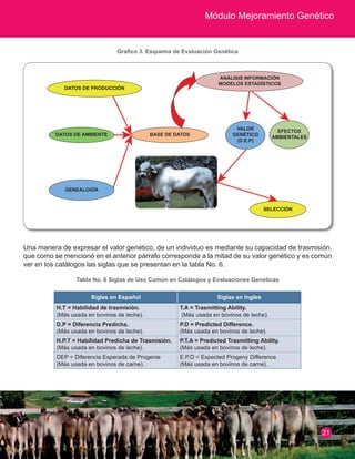 Módulo Mejoramiento Genético
Grafico 3. Esquema de Evaluación Genética
ANÁLISIS INFORMACIÓN
MODELOS ESTADÍSTICOS
BASE DE DATOS
SELECCIÓN
VALOR
GENÉTICO
(D.E.P)
EFECTOS
AMBIENTALES
DATOS DE PRODUCCIÓN
DATOS DE AMBIENTE
GENEALOGÍA
Una manera de expresar el valor genético, de un individuo es mediante su capacidad de trasmisión,
que como se mencionó en el anterior párrafo corresponde a la mitad de su valor genético y es común
ver en los catálogos las siglas que se presentan en la tabla No. 6.
Tabla No. 6 Siglas de Uso Común en Catálogos y Evaluaciones Geneticas
Siglas en Español Siglas en Ingles
H.T = Habilidad de trasmisión.
(Más usada en bovinos de leche).
T.A = Trasmitting Ability.
(Más usada en bovinos de leche).
D.P = Diferencia Predicha.
(Más usada en bovinos de leche).
P.D = Predicted Difference.
(Más usada en bovinos de leche).
H.P.T = Habilidad Predicha de Trasmisión.
(Más usada en bovinos de leche).
P.T.A = Predicted Trasmitting Ability.
(Más usada en bovinos de leche).
DEP = Diferencia Esperada de Progenie
(Más usada en bovinos de carne).
E.P.D = Expected Progeny Difference
(Más usada en bovinos de carne).
21
 