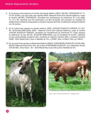 Módulo Mejoramiento Genético
26
8.	 En la tercera línea aparece el nombre del Abuelo Materno MGS: WA-DEL CONVINCER ET TL
CV BY (EX95), que para este caso significa MGS: Maternal Grand Sire (Abuelo Materno), luego
el nombre WA-DEL CONVINCER, concebido por transferencia de embriones ET y las siglas
TL, CV y BY, significan que fue examinado y es libre de BLAD, pero portador de complejo de
malformación vertebral y braquiespina. Posterior aparece (EX-95), la calificación de tipo Excelente
con 95 puntos.
9.	 En la cuarta línea aparece la abuela materna, MGD: JOHCAR RUDOLPH GINGER- ET (EX-
94- 3E-EX-MS-GMD-DOM), MGD : Maternal Grand Dam (Abuela Materna), luego el nombre
JOHCAR RUDOLPH GINGER, concebido por transferencia de embriones ET, luego aparece
la calificación de tipo (EX-94- 3E-EX-MS-GMD-DOM), que es Excelente 94 puntos, calificada
en tres oportunidades excelente (3E), excelente en sistema mamario (MS), y posterior aparece
(GMD =Gold Medal Dam) Vaca a Medalla de Oro y (DOM= Dam of Merit) Vaca con Merito.
10.	En la quinta línea aparece el Bisabuelo Materno MGGS: STARTMORE RUDOLPH (VG-85-GM),
MGGS: Maternal Grand Gran Sire, de nombre STARTMORE RUDOLPH, con calificación de tipo
(VG-85-GM), (Very Good – 85 – Gold Medal) Muy bueno 85 puntos, Medalla de Oro.
Fotos: Juan Fernando Cardona M. - Fedegan FNG
 