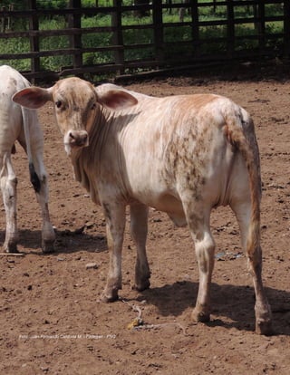 Módulo Mejoramiento Genético
36
Foto: Juan Fernando Cardona M. - Fedegan - FNG
 