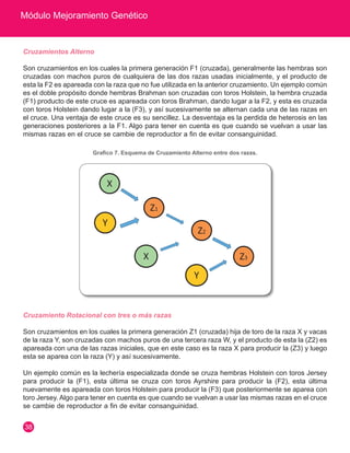 Módulo Mejoramiento Genético
38
Cruzamientos Alterno
Son cruzamientos en los cuales la primera generación F1 (cruzada), generalmente las hembras son
cruzadas con machos puros de cualquiera de las dos razas usadas inicialmente, y el producto de
esta la F2 es apareada con la raza que no fue utilizada en la anterior cruzamiento. Un ejemplo común
es el doble propósito donde hembras Brahman son cruzadas con toros Holstein, la hembra cruzada
(F1) producto de este cruce es apareada con toros Brahman, dando lugar a la F2, y esta es cruzada
con toros Holstein dando lugar a la (F3), y así sucesivamente se alternan cada una de las razas en
el cruce. Una ventaja de este cruce es su sencillez. La desventaja es la perdida de heterosis en las
generaciones posteriores a la F1. Algo para tener en cuenta es que cuando se vuelvan a usar las
mismas razas en el cruce se cambie de reproductor a fin de evitar consanguinidad.
Grafico 7. Esquema de Cruzamiento Alterno entre dos razas.
Cruzamiento Rotacional con tres o más razas
Son cruzamientos en los cuales la primera generación Z1 (cruzada) hija de toro de la raza X y vacas
de la raza Y, son cruzadas con machos puros de una tercera raza W, y el producto de esta la (Z2) es
apareada con una de las razas iniciales, que en este caso es la raza X para producir la (Z3) y luego
esta se aparea con la raza (Y) y así sucesivamente.
Un ejemplo común es la lechería especializada donde se cruza hembras Holstein con toros Jersey
para producir la (F1), esta última se cruza con toros Ayrshire para producir la (F2), esta última
nuevamente es apareada con toros Holstein para producir la (F3) que posteriormente se aparea con
toro Jersey. Algo para tener en cuenta es que cuando se vuelvan a usar las mismas razas en el cruce
se cambie de reproductor a fin de evitar consanguinidad.
 