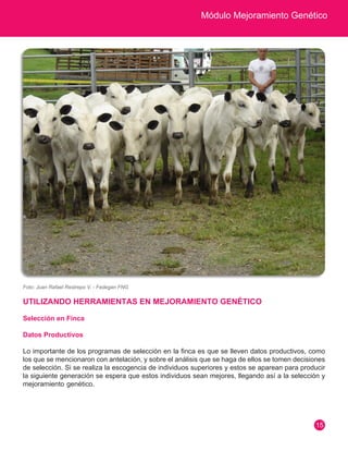 Módulo Mejoramiento Genético 
15 
UTILIZANDO HERRAMIENTAS EN MEJORAMIENTO GENÉTICO 
Selección en Finca 
Datos Productivos 
Lo importante de los programas de selección en la finca es que se lleven datos productivos, como 
los que se mencionaron con antelación, y sobre el análisis que se haga de ellos se tomen decisiones 
de selección. Si se realiza la escogencia de individuos superiores y estos se aparean para producir 
la siguiente generación se espera que estos individuos sean mejores, llegando así a la selección y 
mejoramiento genético. 
Foto: Juan Rafael Restrepo V. - Fedegan FNG 
 