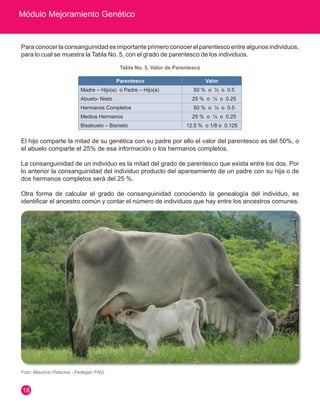 Módulo Mejoramiento Genético 
18 
Para conocer la consanguinidad es importante primero conocer el parentesco entre algunos individuos, 
para lo cual se muestra la Tabla No. 5, con el grado de parentesco de los individuos. 
Tabla No. 5. Valor de Parentesco 
Foto: Mauricio Palacios - Fedegan FNG. 
Parentesco Valor 
Madre – Hijo(a) o Padre – Hijo(a) 50 % o ½ o 0.5 
Abuelo- Nieto 25 % o ¼ o 0.25 
Hermanos Completos 50 % o ½ o 0.5 
Medios Hermanos 25 % o ¼ o 0.25 
Bisabuelo – Bisnieto 12.5 % o 1/8 o 0.125 
El hijo comparte la mitad de su genética con su padre por ello el valor del parentesco es del 50%, o 
el abuelo comparte el 25% de esa información o los hermanos completos. 
La consanguinidad de un individuo es la mitad del grado de parentesco que exista entre los dos. Por 
lo anterior la consanguinidad del individuo producto del apareamiento de un padre con su hija o de 
dos hermanos completos será del 25 %. 
Otra forma de calcular el grado de consanguinidad conociendo la genealogía del individuo, es 
identificar el ancestro común y contar el número de individuos que hay entre los ancestros comunes. 
 