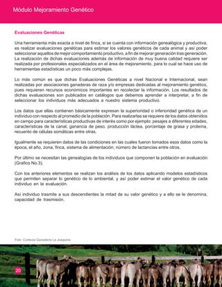 Módulo Mejoramiento Genético 
Evaluaciones Genéticas 
Una herramienta más exacta a nivel de finca, si se cuenta con información genealógica y productiva, es realizar evaluaciones genéticas para estimar los valores genéticos de cada animal y así poder seleccionar aquellos de mejor comportamiento productivo, a fin de mejorar generación tras generación. La realización de dichas evaluaciones además de información de muy buena calidad requiere ser realizada por profesionales especializados en el área de mejoramiento, para lo cual se hace uso de herramientas estadísticas un poco más complejas. 
Lo más común es que dichas Evaluaciones Genéticas a nivel Nacional e Internacional, sean realizadas por asociaciones ganaderas de raza y/o empresas dedicadas al mejoramiento genético, pues requieren recursos económicos importantes en recolectar la información. Los resultados de dichas evaluaciones son publicados en catálogos que debemos aprender a interpretar, a fin de seleccionar los individuos más adecuados a nuestro sistema productivo. 
Los datos que ellas contienen básicamente expresan la superioridad o inferioridad genética de un individuo con respecto al promedio de la población. Para realizarlas se requiere de los datos obtenidos en campo para características productivas de interés como por ejemplo: pesajes a diferentes edades, características de la canal, ganancia de peso, producción láctea, porcentaje de grasa y proteína, recuento de células somáticas entre otras. 
Igualmente se requieren datos de las condiciones en las cuales fueron tomados esos datos como la época, el año, zona, finca, sistema de alimentación, número de lactancias entre otros. 
Por último se necesitan las genealogías de los individuos que componen la población en evaluación (Grafico No.3). 
Con los anteriores elementos se realizan los análisis de los datos aplicando modelos estadísticos que permiten separar lo genético de lo ambiental, y así poder estimar el valor genético de cada individuo en la evaluación. 
Así individuo trasmite a sus descendientes la mitad de su valor genético y a ello se le denomina, capacidad de trasmisión. 
20 
Foto: Cortesía Ganadería La Joaquina.  