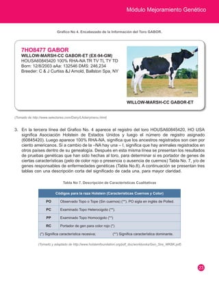 Módulo Mejoramiento Genético 
23 
Grafico No 4. Encabezado de la Información del Toro GABOR. 
3. En la tercera línea del Grafico No. 4 aparece el registro del toro HOUSA60845420, HO USA 
significa Asociación Holstein de Estados Unidos y luego el número de registro asignado 
(60845420). Luego aparece 100% RHA-NA, significa que los ancestros registrados son cien por 
ciento americanos. Si a cambio de la –NA hay una – I, significa que hay animales registrados en 
otros países dentro de su genealogía. Después en esta misma línea se presentan los resultados 
de pruebas genéticas que han sido hechas al toro, para determinar si es portador de genes de 
ciertas características (pelo de color rojo o presencia o ausencia de cuernos) Tabla No. 7, y/o de 
genes responsables de enfermedades genéticas (Tabla No.8). A continuación se presentan tres 
tablas con una descripción corta del significado de cada una, para mayor claridad. 
Tabla No 7. Descripción de Características Cualitativas 
7HO8477 GABOR 
WILLOW-MARSH-CC GABOR-ET (EX-94-GM) 
HOUSA60845420 100% RHA-NA TR TV TL TY TD 
Born: 12/8/2003 aAa: 132546 DMS: 246,234 
Breeder: C & J Curtiss &J Arnold, Ballston Spa, NY 
WILLOW-MARSH-CC GABOR-ET 
(Tomado de http://www.selectsires.com/Dairy/LAdairymenu.html) 
(Tomado y adaptado de http://www.holsteinfoundation.org/pdf_doc/workbooks/Gen_Sire_WKBK.pdf) 
Códigos para la raza Holstein (Características Cuernos y Color) 
PO Observado Topo o Tope (Sin cuernos) (**). PO sigla en inglés de Polled. 
PC Examinado Topo Heterocigoto (**). 
PP Examinado Topo Homocigoto (**) 
RC Portador de gen para color rojo (*) 
(*) Significa característica recesiva; (**) Significa característica dominante. 
 
