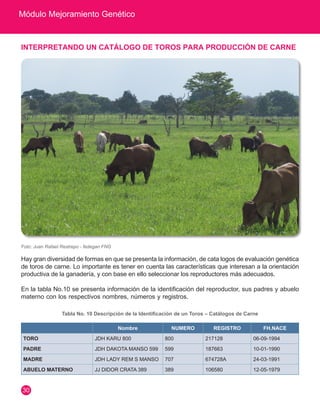 Módulo Mejoramiento Genético 
30 
INTERPRETANDO UN CATÁLOGO DE TOROS PARA PRODUCCIÓN DE CARNE 
Nombre NUMERO REGISTRO FH.NACE 
TORO JDH KARU 800 800 217128 06-09-1994 
PADRE JDH DAKOTA MANSO 599 599 187663 10-01-1990 
MADRE JDH LADY REM S MANSO 707 674728A 24-03-1991 
ABUELO MATERNO JJ DIDOR CRATA 389 389 106580 12-05-1979 
Foto: Juan Rafael Restrepo - fedegan FNG 
Hay gran diversidad de formas en que se presenta la información, de cata logos de evaluación genética 
de toros de carne. Lo importante es tener en cuenta las características que interesan a la orientación 
productiva de la ganadería, y con base en ello seleccionar los reproductores más adecuados. 
En la tabla No.10 se presenta información de la identificación del reproductor, sus padres y abuelo 
materno con los respectivos nombres, números y registros. 
Tabla No. 10 Descripción de la Identificación de un Toros – Catálogos de Carne 
 