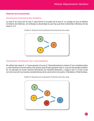 Módulo Mejoramiento Genético 
37 
Sistemas de Cruzamientos 
Cruzamiento Terminal de Dos Genéticas 
La raza X se cruza con la raza Y, para formar el cruzado de la raza Z. La ventaja es que se obtiene 
el máximo de heterosis, sin embargo la desventaja es que hay que tener suficientes individuos de las 
razas X y Z. 
Grafico 5. Esquema de Cruzamiento Terminal entre dos razas. 
Cruzamiento Terminal de Tres o más Genéticas 
Se utilizan las razas X y Y para generar el cruce Z. Generalmente los machos Z son vendidos todos 
y a las hembras Z se les coloca una tercera raza W para generar hijos U, que son terminales (Grafico 
6). Un ejemplo es cruzar machos Normando con hembras Brahman, y luego a las F1 se les cruza 
con otra raza de muy buenas características de la canal como Limousine, Charolaise o Piedmontese. 
Grafico 6. Esquema de Cruzamiento Terminal entre tres razas. 
 