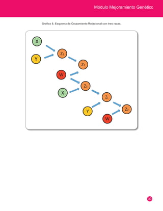 Módulo Mejoramiento Genético 
39 
Grafico 8. Esquema de Cruzamiento Rotacional con tres razas. 
 