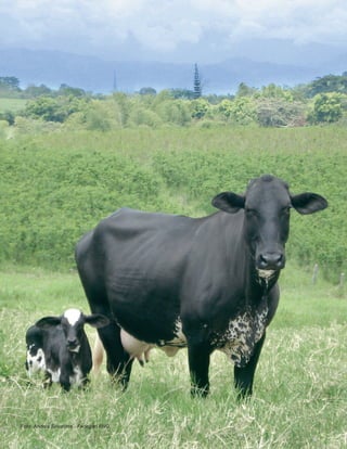 Foto: Andrés Sinisterra - Fedegan FNG  