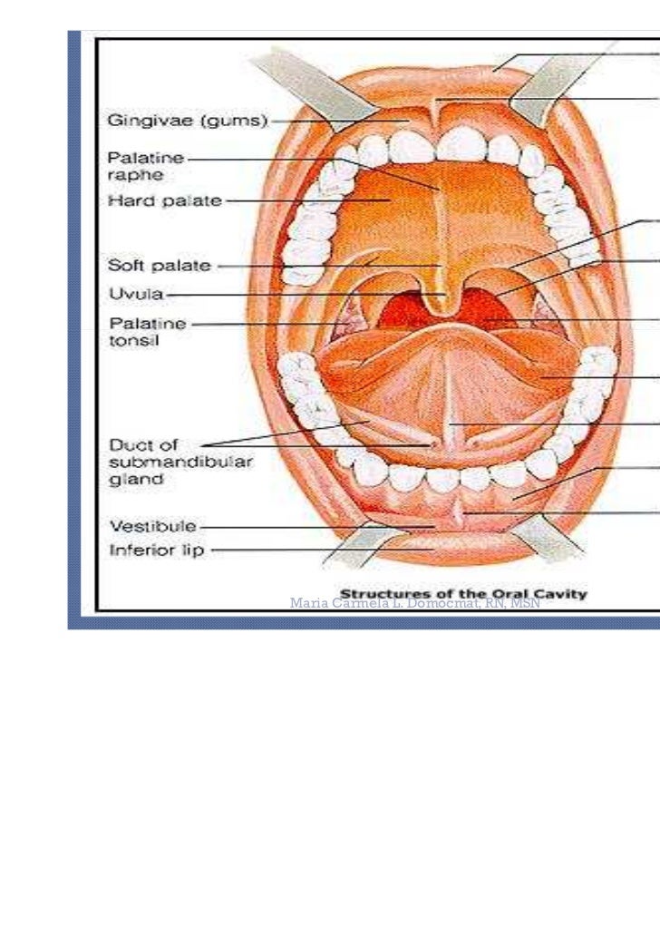 assessment of the mouth, nose