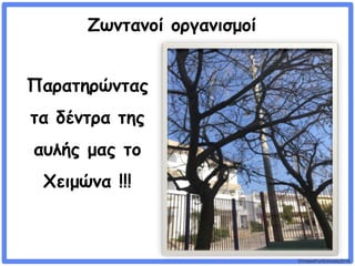 ©VotesForSchools2018
Ζωντανοί οργανισμοί
Παρατηρώντας
τα δέντρα της
αυλής μας το
Χειμώνα !!!
 
