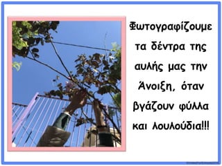 ©VotesForSchools2018
Φωτογραφίζουμε
τα δέντρα της
αυλής μας την
Άνοιξη, όταν
βγάζουν φύλλα
και λουλούδια!!!
 