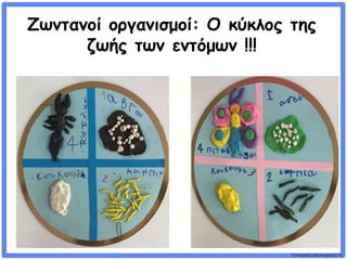 ©VotesForSchools2018
Ζωντανοί οργανισμοί: Ο κύκλος της
ζωής των εντόμων !!!
 