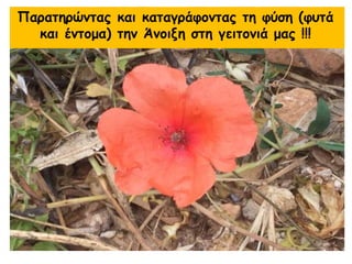 Παρατηρώντας και καταγράφοντας τη φύση (φυτά
και έντομα) την Άνοιξη στη γειτονιά μας !!!
 