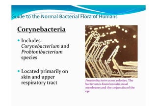 Normal Flora Examples 13 Normal flora.pdf for students of microbiology fourth semester | PDF