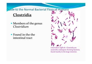 13 Normal flora.pdf for students of microbiology fourth semester | PDF