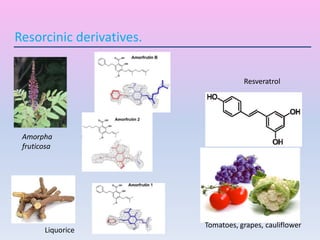 Resorcinic derivatives.
Amorpha
fruticosa
Resveratrol
Liquorice
Tomatoes, grapes, cauliflower
 