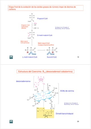 Etapa final de la oxidación de los ácidos grasos de número impar de átomos de
carbono



                                     Propionil CoA


              Propionil- CoA
              Carboxilasa
                                                             De Nelson et al. Principles of
              (Biotina)                                      Biochemistry. 4th Ed. Freeman




                                     D-metil-malonil CoA


             Metil-malonil
             CoA epimerasa           Metil-malonil CoA
                                     mutasa (Coenzima B12)




               L-metil-malonil CoA               Succinil CoA                                             19




          Estructura del Coenzima B12 (desoxiadenosil cobalamina)



        desoxiadenosina




                                                                       Anillo de corrina




                                                                               De Nelson et al. Principles of
                                                                               Biochemistry. 4th Ed. Freeman




                                                              Dimetil benzimidazol



                                                                                                          20
 