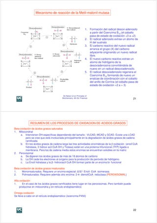 Mecanismo de reacción de la Metil-malonil mutasa



                                                                     1. Formación del radical desoxi-adenosilo
                                                                        a partir del Coenzima B12 (el cobalto
                                                                        pasa de estado de oxidación +3 a +2)
                                                                     2. El radical adenosilo extrae un átomo de
                                                                        H del sustrato
                                                                     3. El carbono reactivo del nuevo radical
                                                                        arranca el grupo (X) del carbono
                                                                        adyacente originando un nuevo radical
                                                                        libre.
                                                                     4. El nuevo carbono reactivo extrae un
                                                                        atomo de hidrógeno de la
                                                                        desoxiadenosina convirtiéndola de
                                                                        nuevo en un radical desoxiadenosilo.
                                                                     5. El radical desoxiadenosilo regenera el
                                                                        Coenzima B12 formando de nuevo un
                                                                        enalcae de coordinación con el cobalto
                                                                        del anillo de Corrina (el cobalto pasa de
                                                                        estado de oxidación +2 a + 3)


                                          De Nelson et al. Principles of
                                         Biochemistry. 4th Ed. Freeman                                      21




             RESUMEN DE LOS PROCESOS DE OXIDACION DE ACIDOS GRASOS
Beta oxidación de ácidos grasos saturados
1. Mitocondrial
     a. Intervienen DH específicas dependiendo del tamaño : VLCAD, MCAD y SCAD. Existe una LCAD
          pero se cree que está involucrada principalmente en la degradación de ácidos grasos de cadena
          ramificada
     b. En los ácidos grasos de cadena larga las tres actividades enzimáticas de la β oxidación (enoil CoA
          hidratasa, 3 hidroxi acil CoA DH y Tiolasa) están en una proteína trifuncional (TFP) ligada a
          membrana. Para los de cadena media estos enzimas se encuentran solubles en la matriz
2. Peroxisomal
     a. Se digieren los ácidos grasos de más de 18 átomos de carbono
     b. La DH cede los electrones al oxígeno para la producción de peróxido de hidrógeno.
     c. La Enoil hidratasa y la β- hidroxiacil CoA DH forman parte de un enzima bi- funcional

Beta oxidación de ácidos grasos insaturados
1.    Monoinsaturados. Requiere un enzima especial: ∆3∆2- Enoil- CoA isomerasa.
2.    Polinsaturados: Requiere además otro enzima: 2-4- dienoilCoA reductasa (PEROXISOMAL)

Alfa oxidación
1.     En el caso de los ácidos grasos ramificados tiene lugar en los peroxisomas. Pero también puede
     producirse en mitocondria y en retículo endoplasmático

Omega oxidación
Se lleva a cabo en el retículo endoplasmático (isoenzima P450)




                                                                                                            22
 