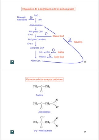 Regulación de la degradación de los ácidos grasos

                      TAG
Glucagón        +
Adrenalina                LSH

               Acidos grasos


              Acil graso CoA
              CPT I                   -
                                              Malonil CoA
             Acil graso carnitina                              +
                                                                   INSULINA
             CPT II

                Acil graso CoA
                                              -
                            β-OH acil DH              NADH
                                          -
                            Tiolasa               Acetil CoA
                Acetil CoA                                                    23




         Estructura de los cuerpos cetónicos




                       Acetona




                            Acetoacetato




                      D-β- Hidroxibutirato                                    24
 